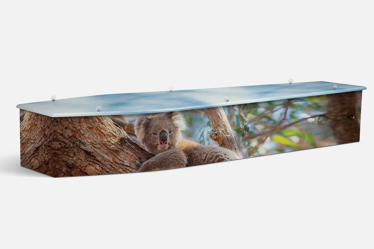 Koala personalised coffin by Lifestyle Coffins