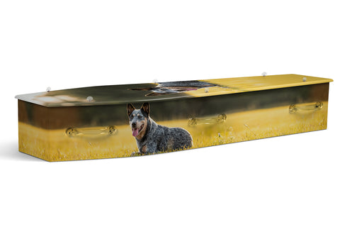 Cattle Dog
