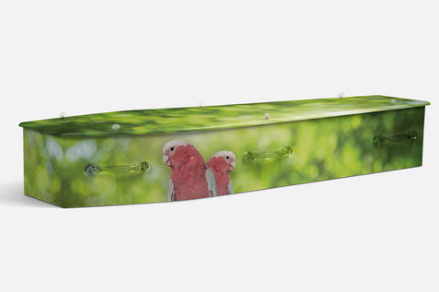 Galah