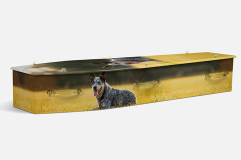 Cattle Dog